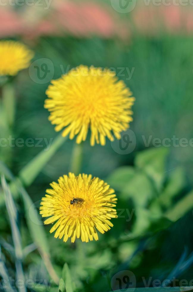 Tiny bug hiding in yellow dandelion flower photo