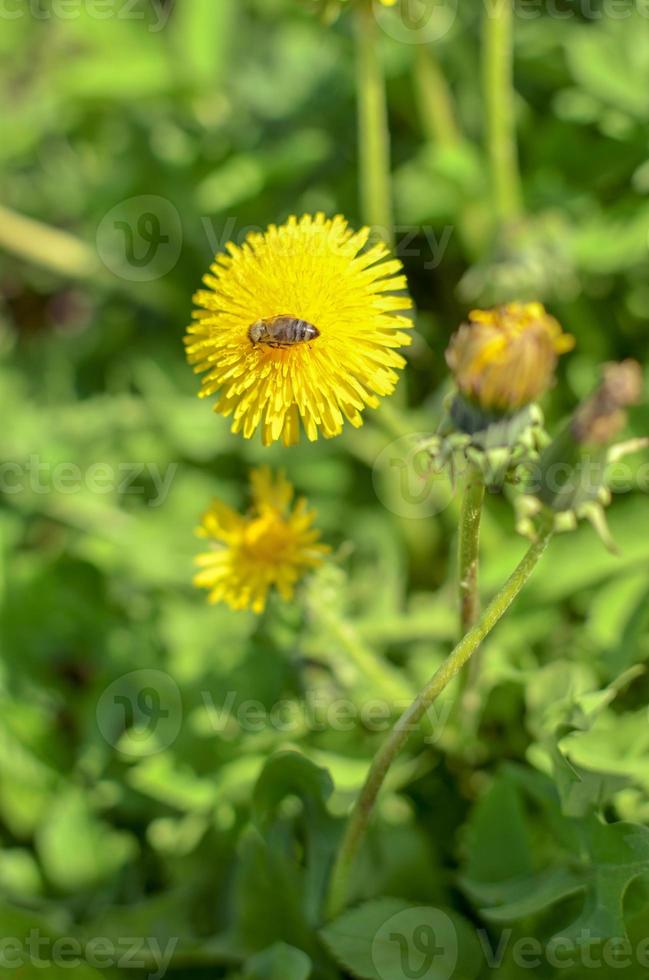 abeja en un diente de león amarillo en primavera foto