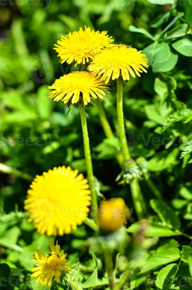 Yellow dandelion flower at spring with grass closeup photo