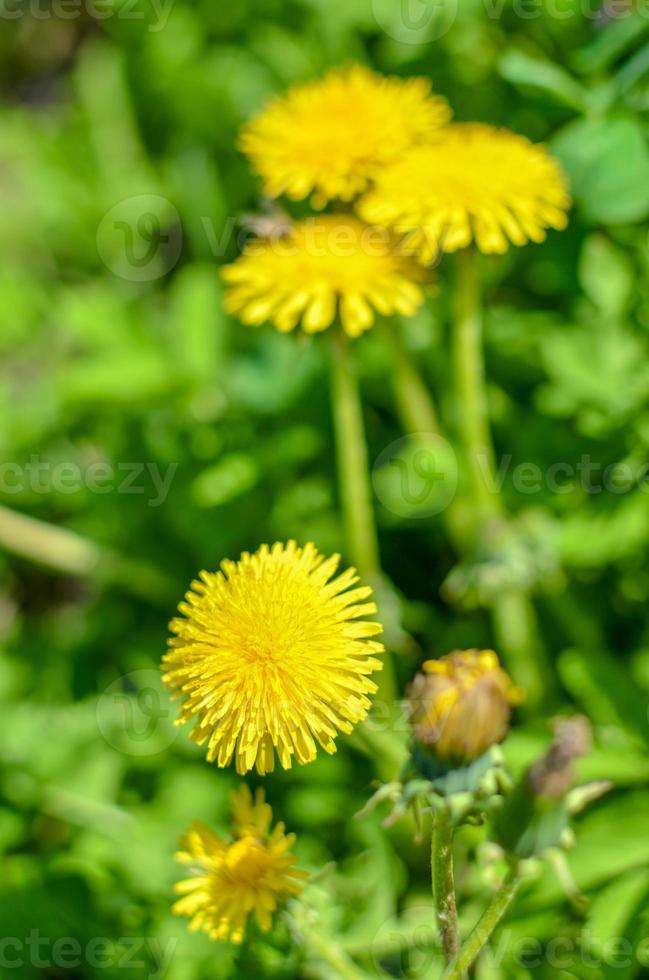 Bee on a yellow dandelion at spring photo