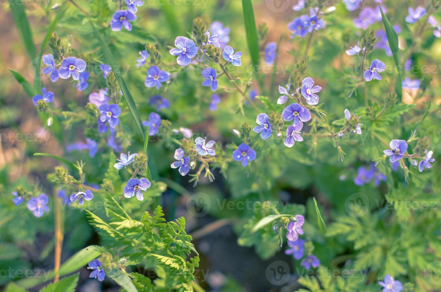 prado planta fondo azul pequeñas flores no me olvides de cerca foto