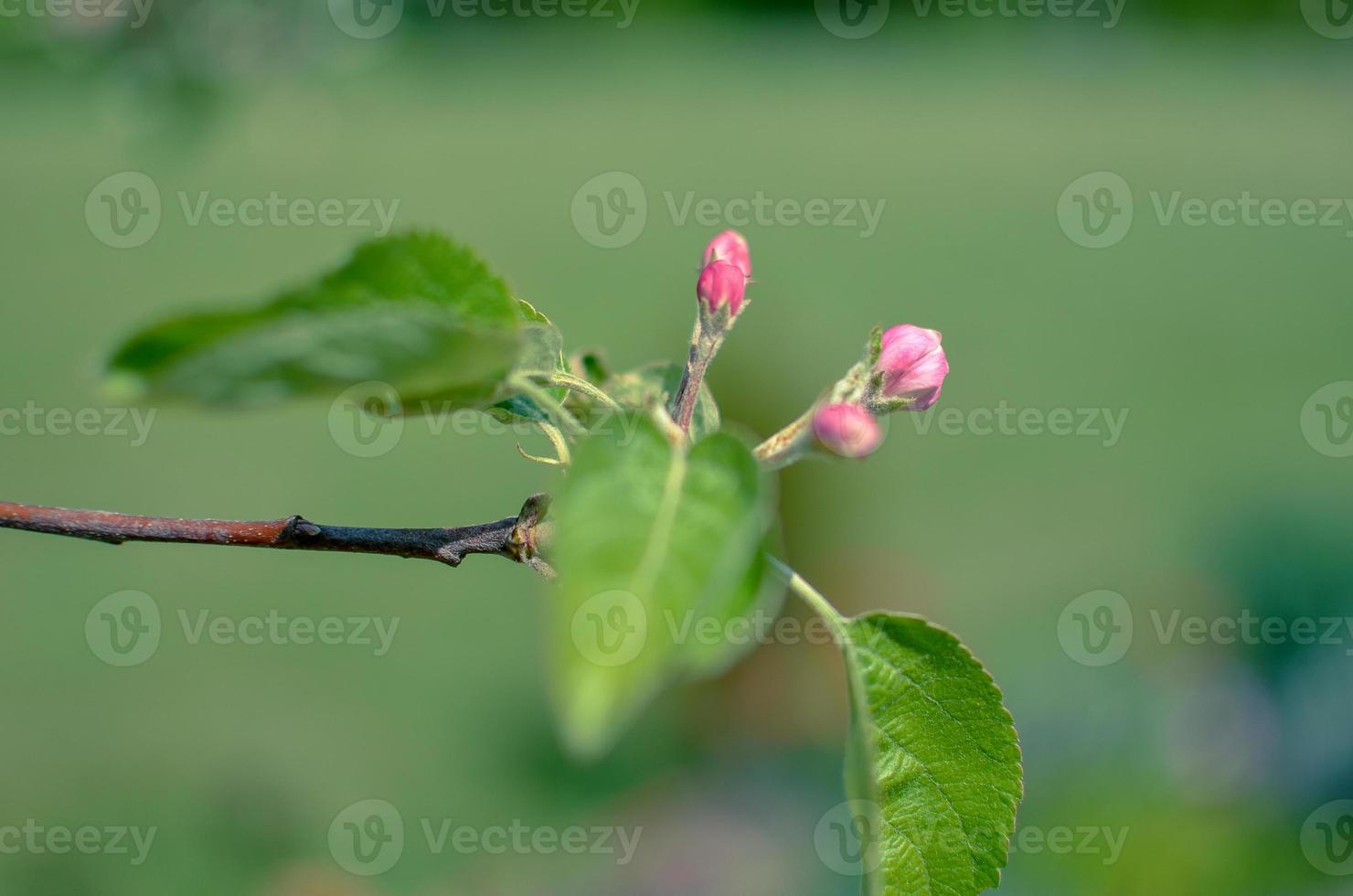 Picture of apple flower close-up on a light green background photo