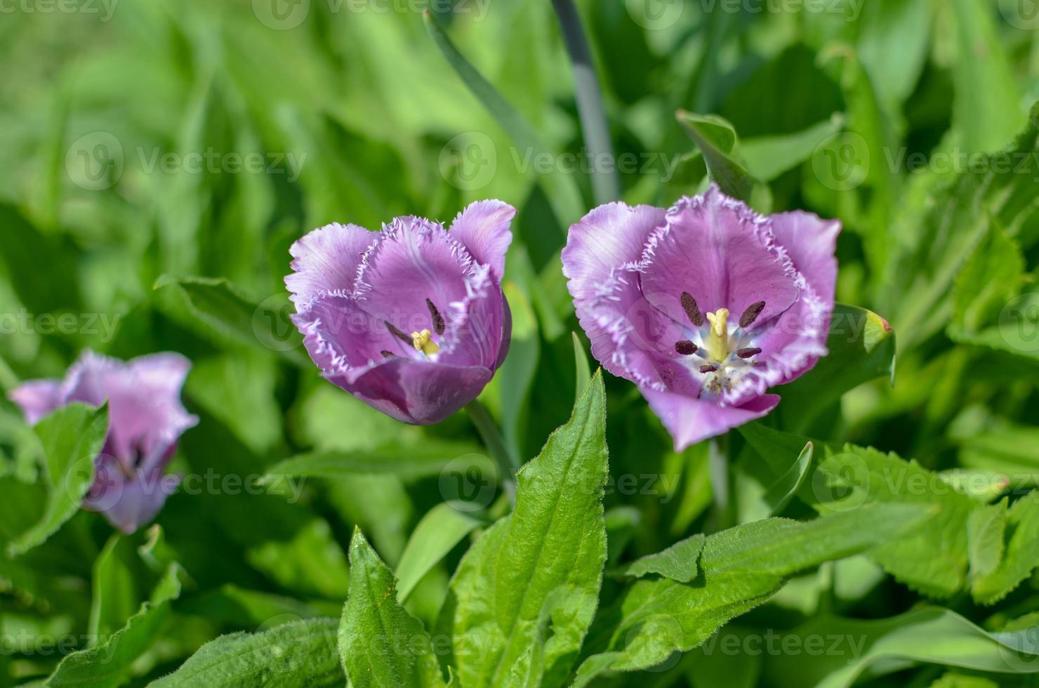 Pantalla de primavera de tulipanes con flecos de color púrpura y blanco Tulipa 'cummins' en Ucrania foto