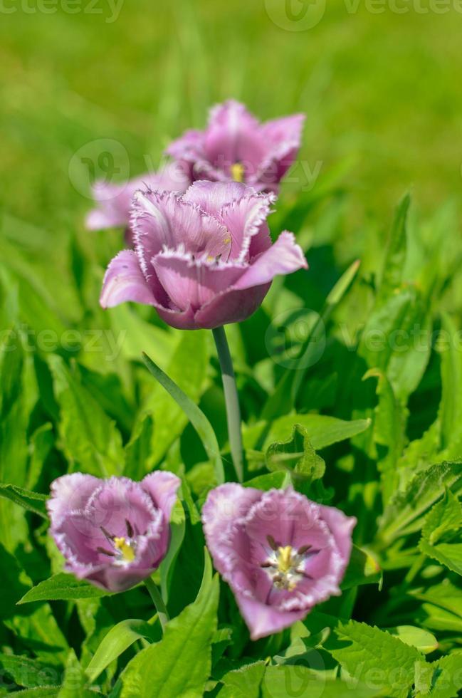 Pantalla de primavera de tulipanes con flecos de color púrpura y blanco Tulipa 'cummins' en Ucrania foto