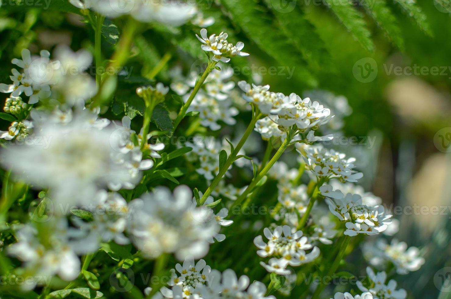 Iberis saxatilis, amara or bitter candytuft many white flowers photo