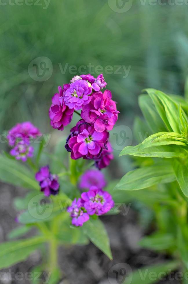 Field carnation with bright pink petals and grass on background photo