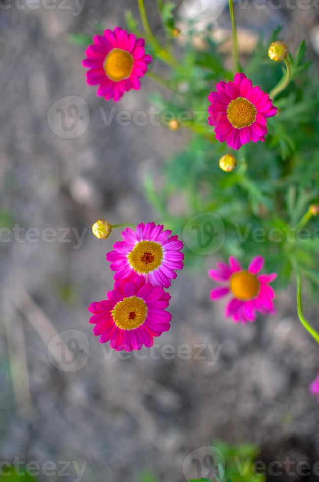 Pintado de Daisy Pyrethrum coccineum en el jardín, foto borroneada