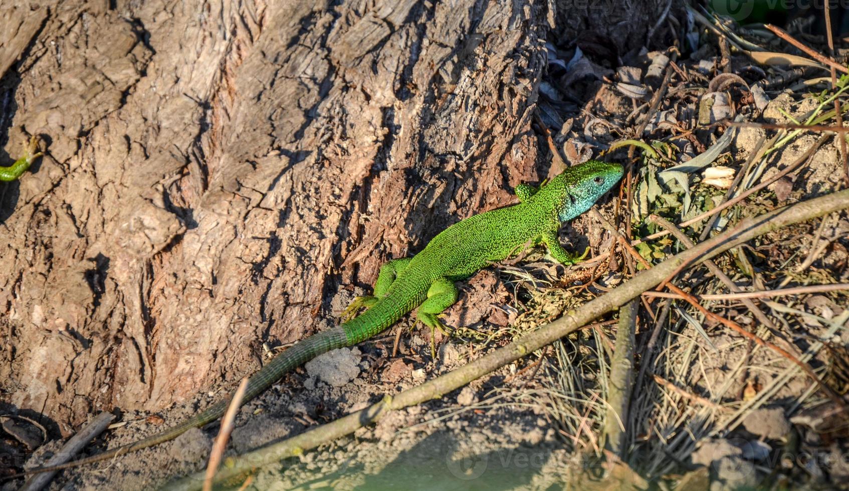 Lagarto gecko mediterráneo verde y azul manchado sobre un suelo marrón cerca del tronco del árbol foto