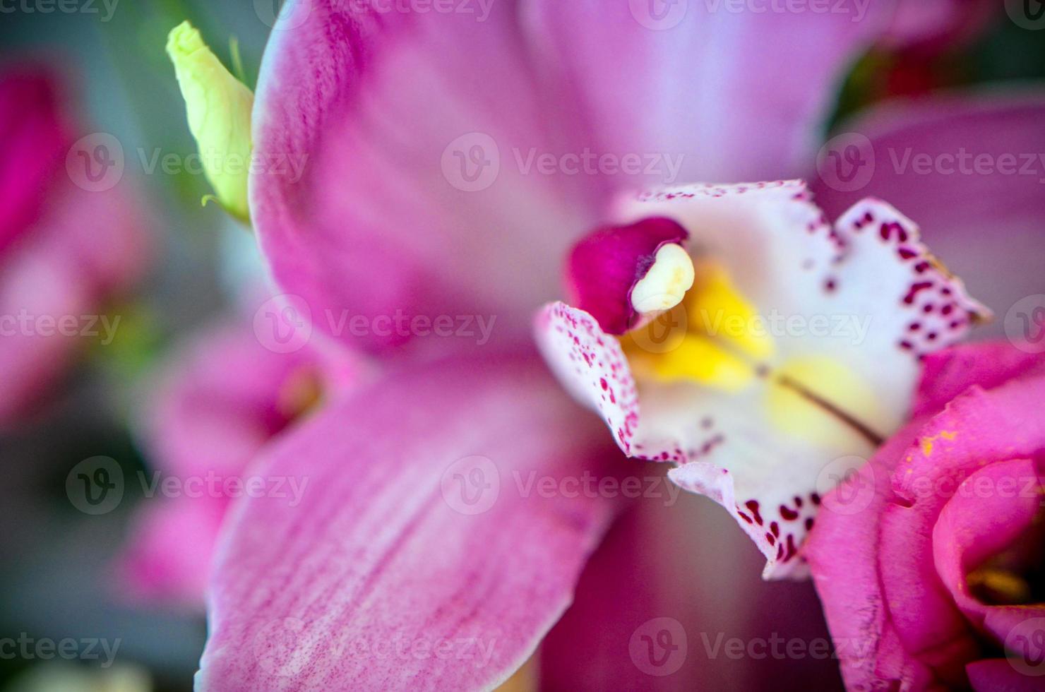 Hermosa flor de orquídea rosa sobre fondo borroneada foto