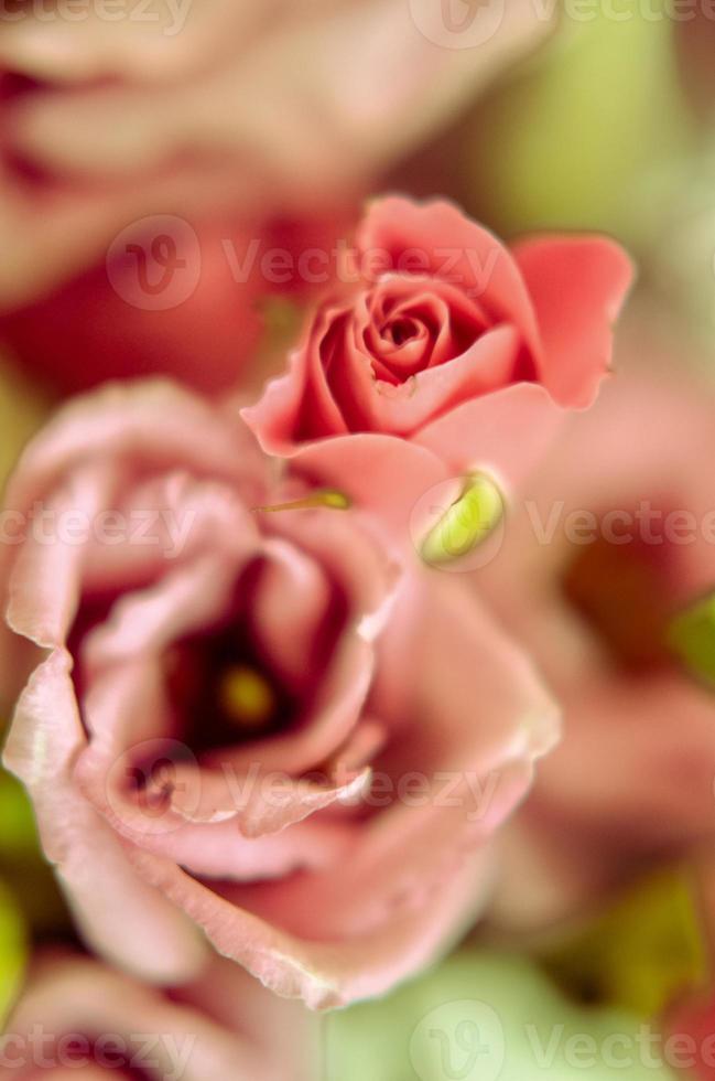 Pink roses in bouquet background. Retro filter photo