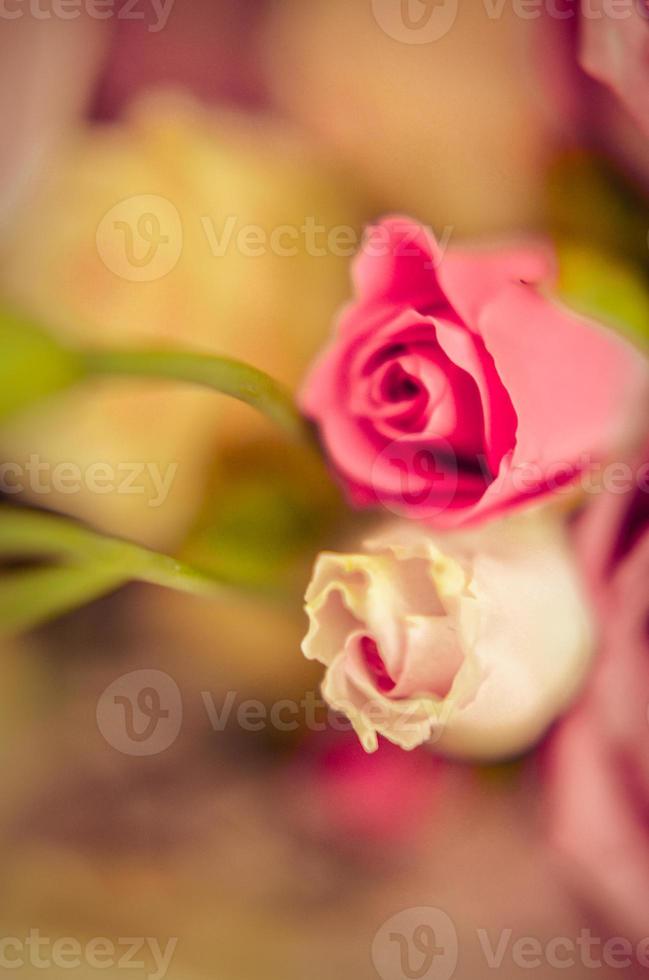 Pink and white roses background. Retro filter photo