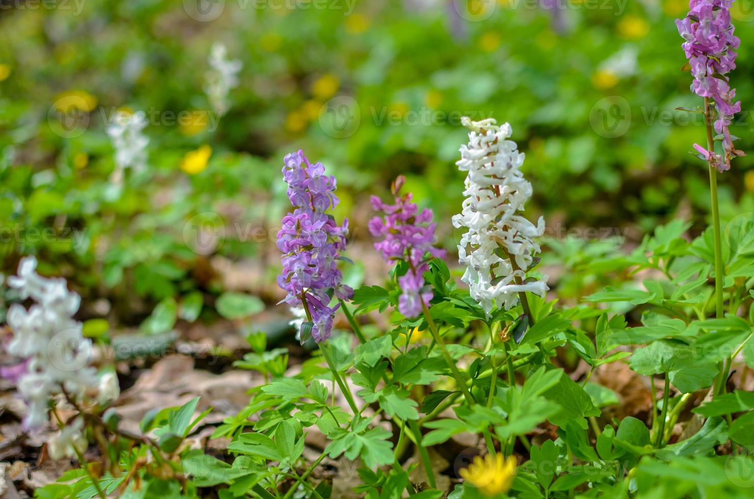 las primeras flores de primavera de colores en madera. foto