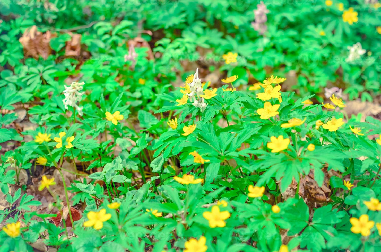 Grupo de ranunculoides anémona floreciente creciente en el bosque de la primavera foto