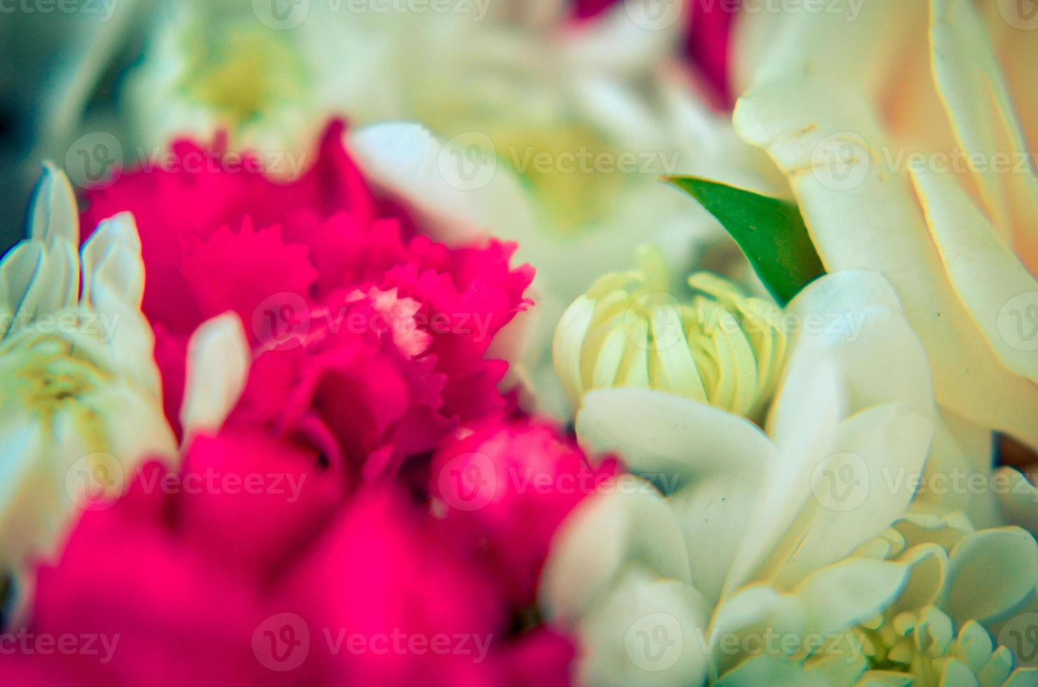 primer plano de rosa blanca. fondo de capullos de flores. foto
