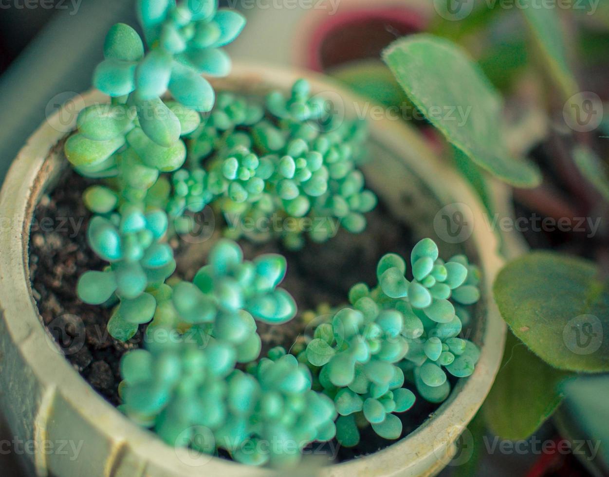 Planta de sedum en maceta closeup con fondo borroneada foto