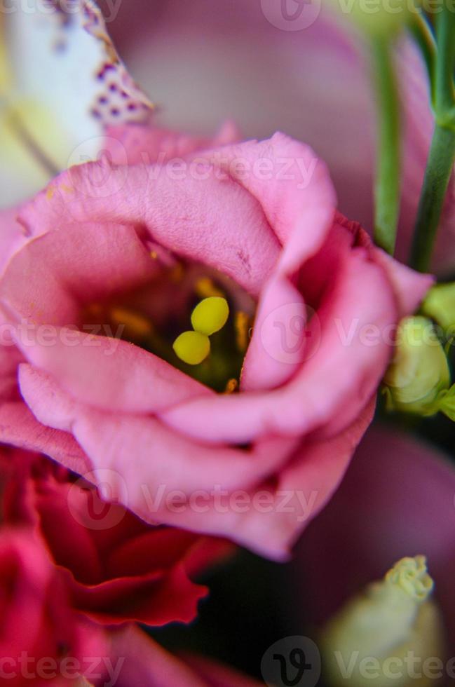 Pink eustoma in the beautiful tender bouquet photo