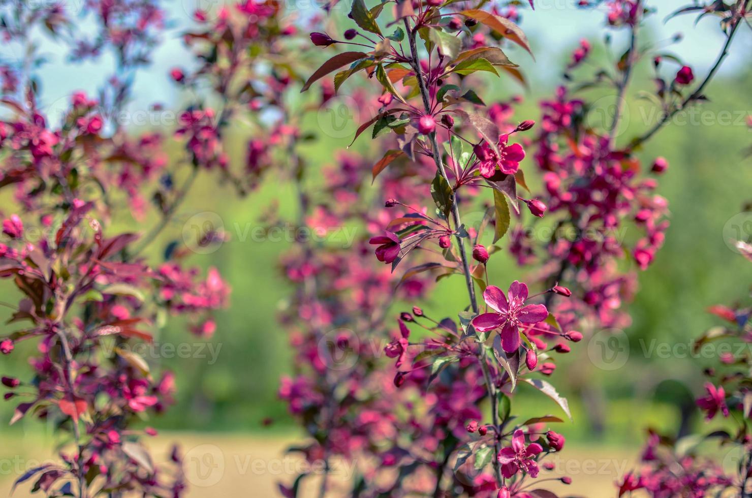 capullos rojos del manzano decorativo malus niedzwetzkyana. enverdecimiento de la ciudad. primavera. foto