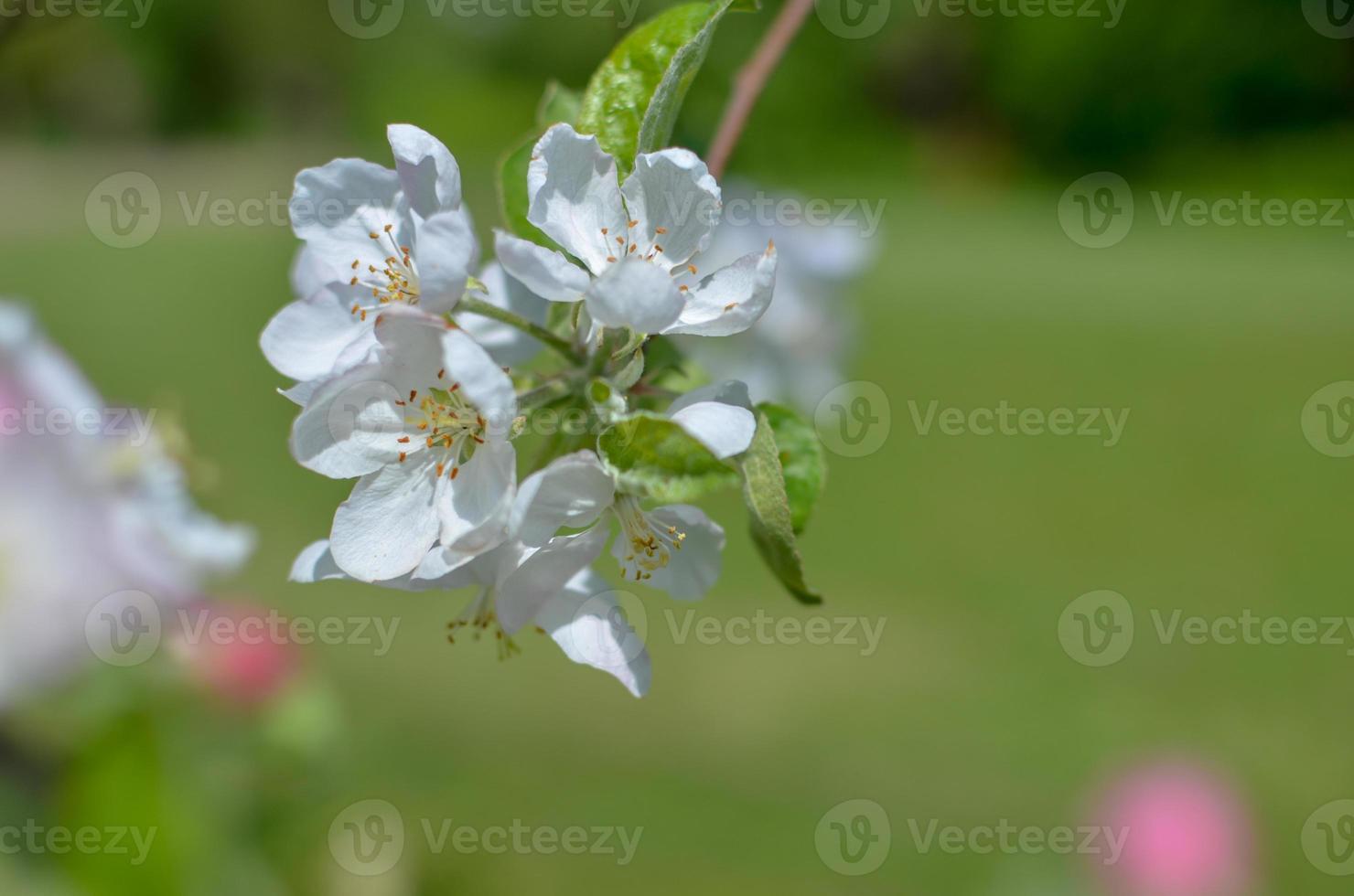 Picture of apple flower close-up on a light green background photo