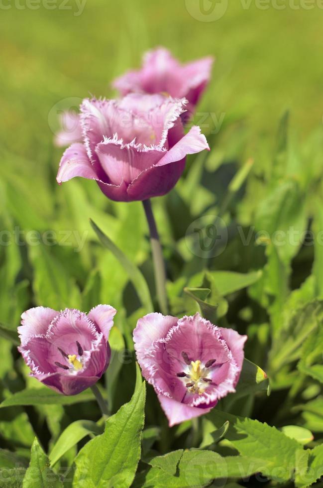 Spring Display of Purple and White Fringed Tulips Tulipa 'Cummins' in Ukraine photo