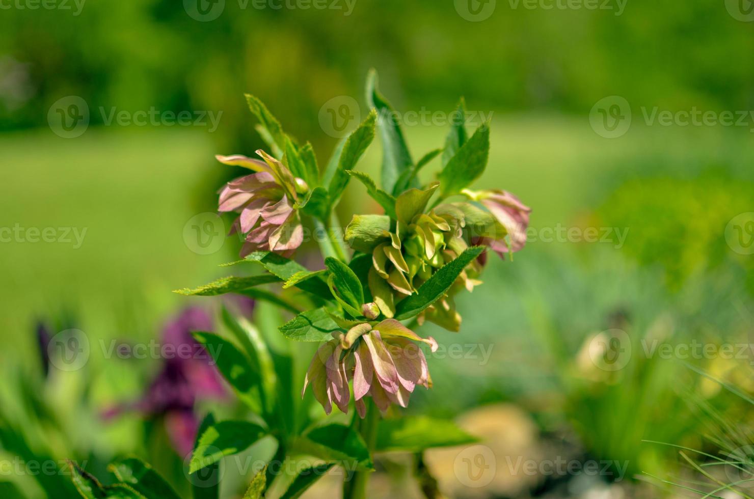 Red hellebore spring flower in a garden surrounded by green grass and plants and trees in the background photo