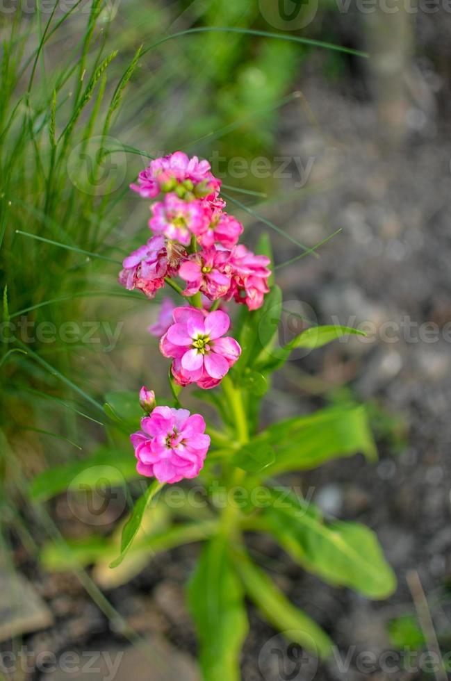 Field carnation with bright pink petals and grass on background photo