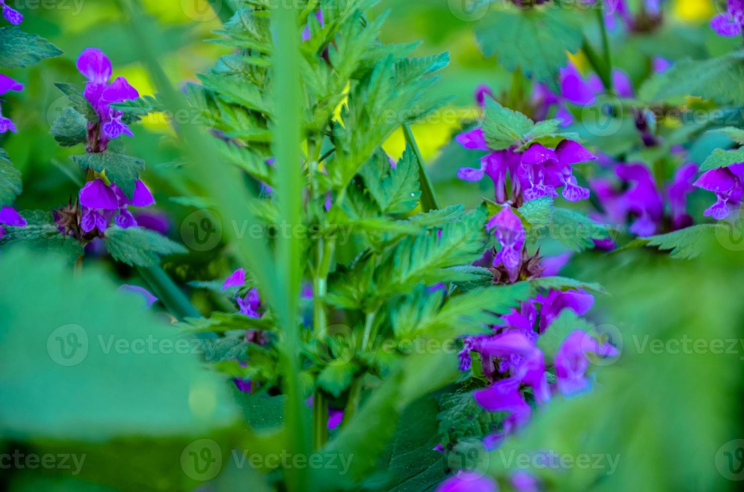 Violet floral background. lavender field, blured effect. Provence style. Herb flowers in muted tones photo