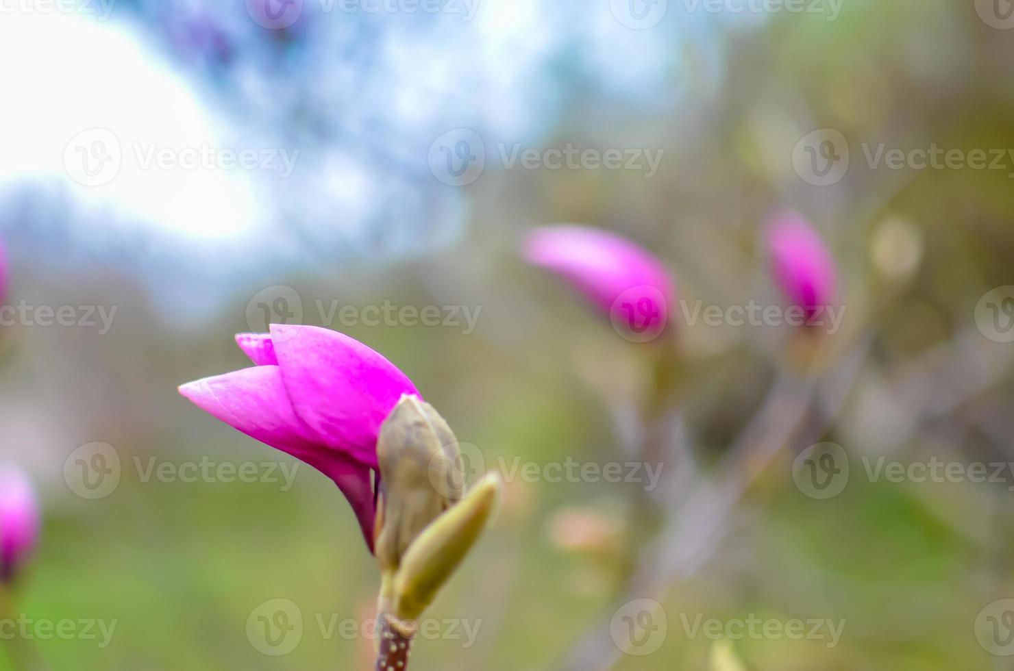 Macro bud of pink magnolia flower on tree branch photo