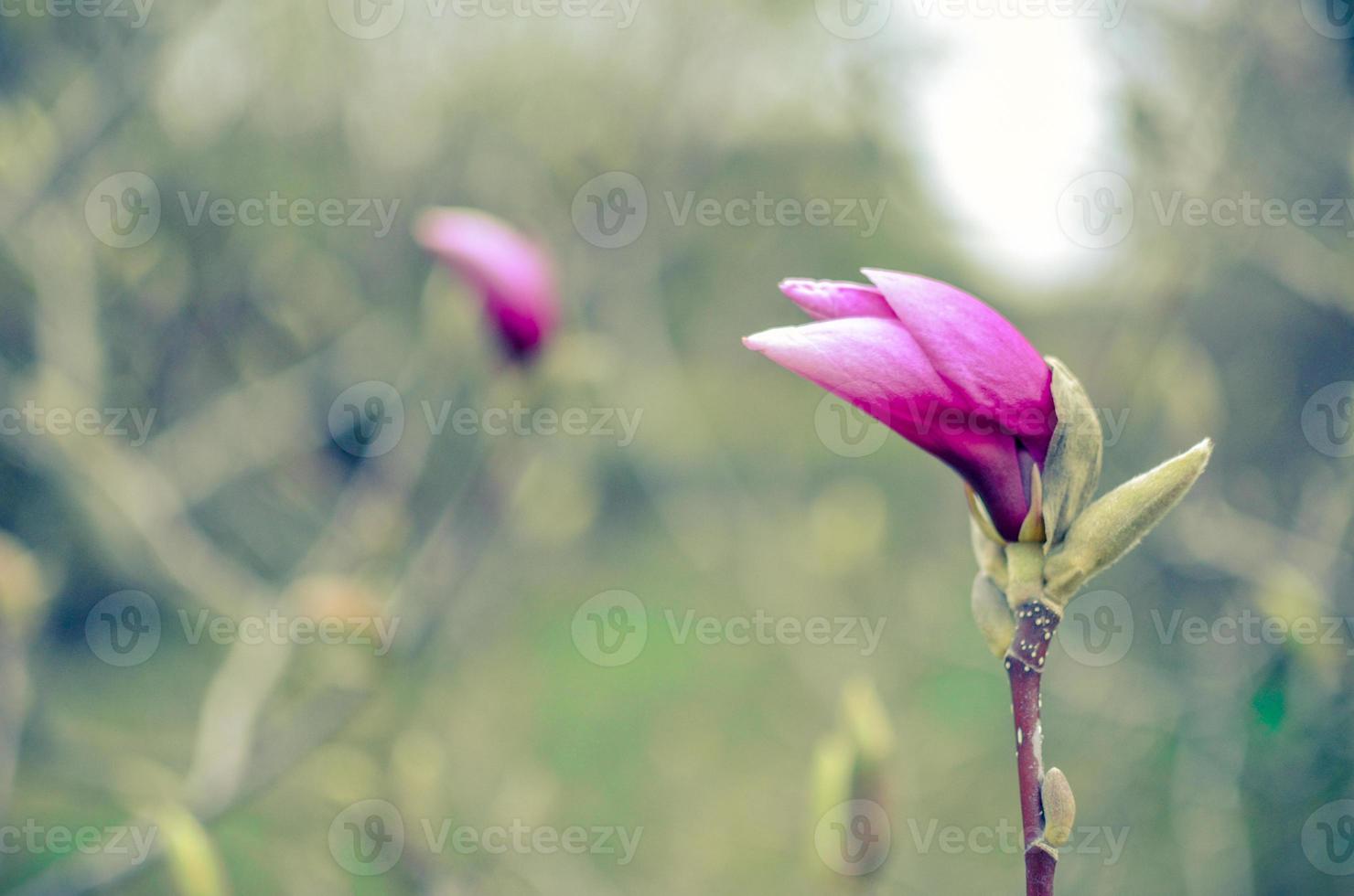 Macro bud of pink magnolia flower on tree branch photo