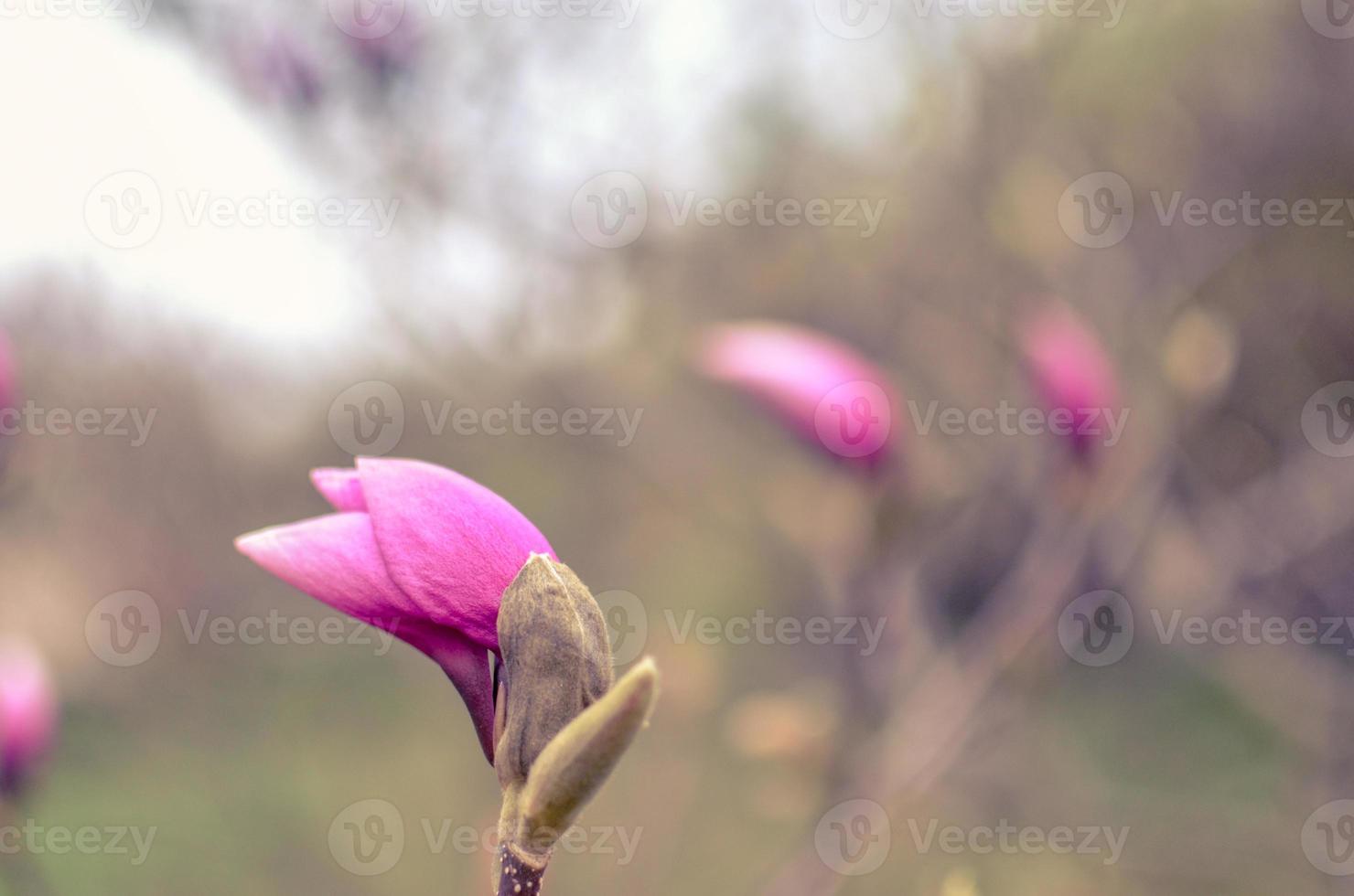 Macro bud of pink magnolia flower on tree branch photo