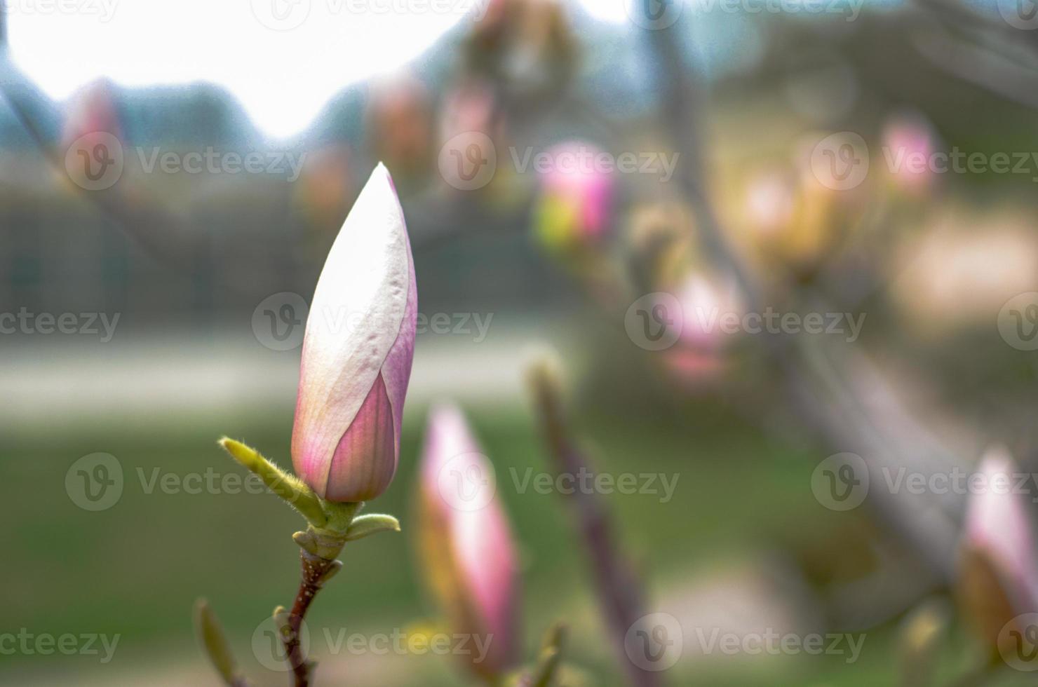 Blossoming magnolia bud in the park in spring photo