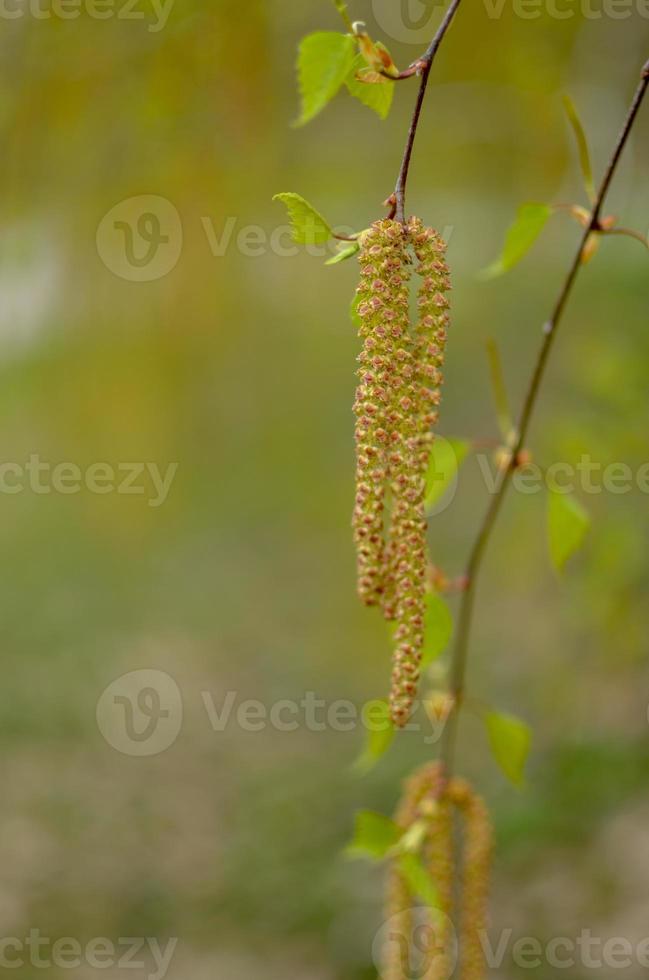 Earrings blossomed on a birch tree and blue background photo