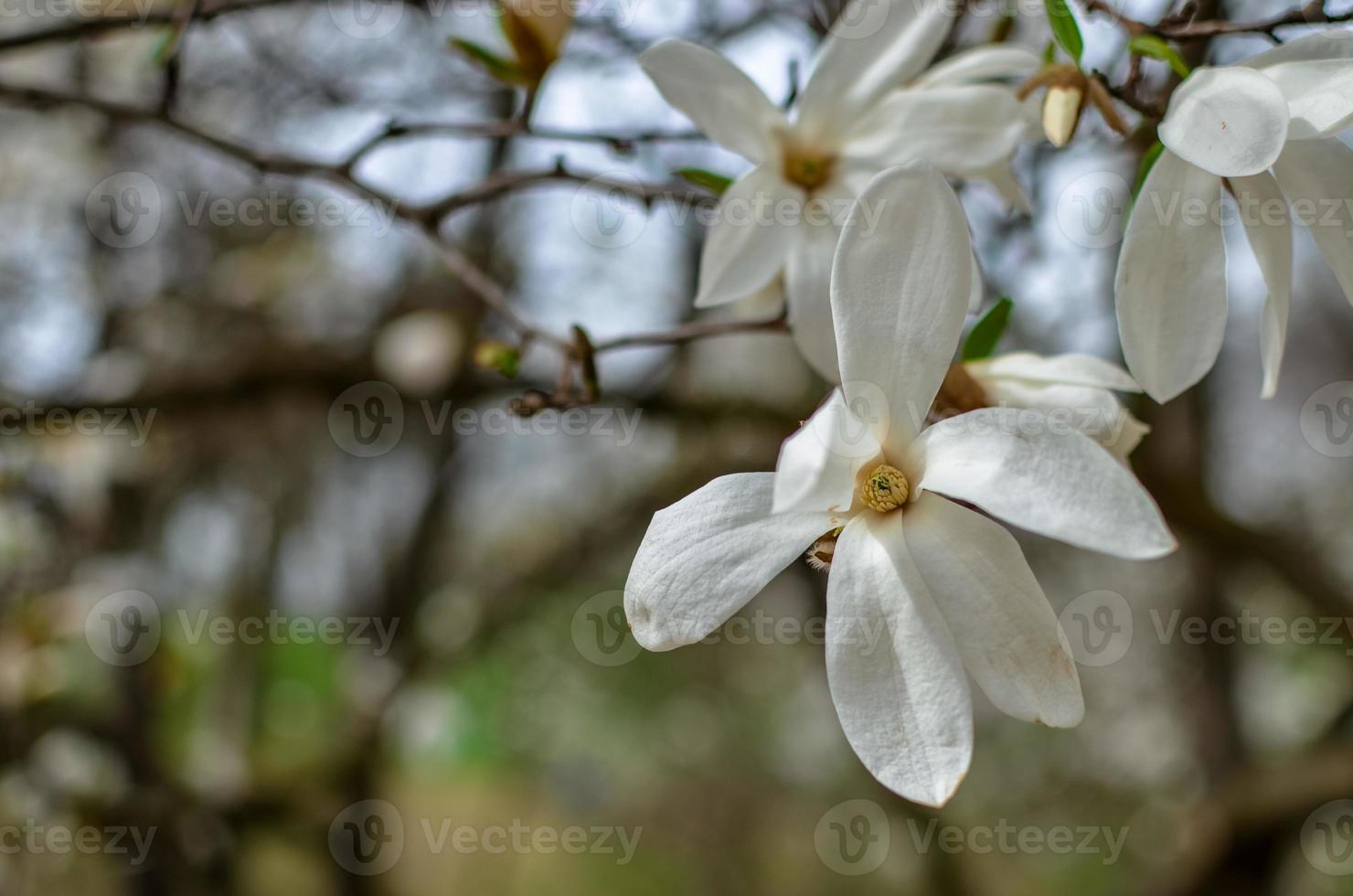 flor de magnolia blanca de cerca foto