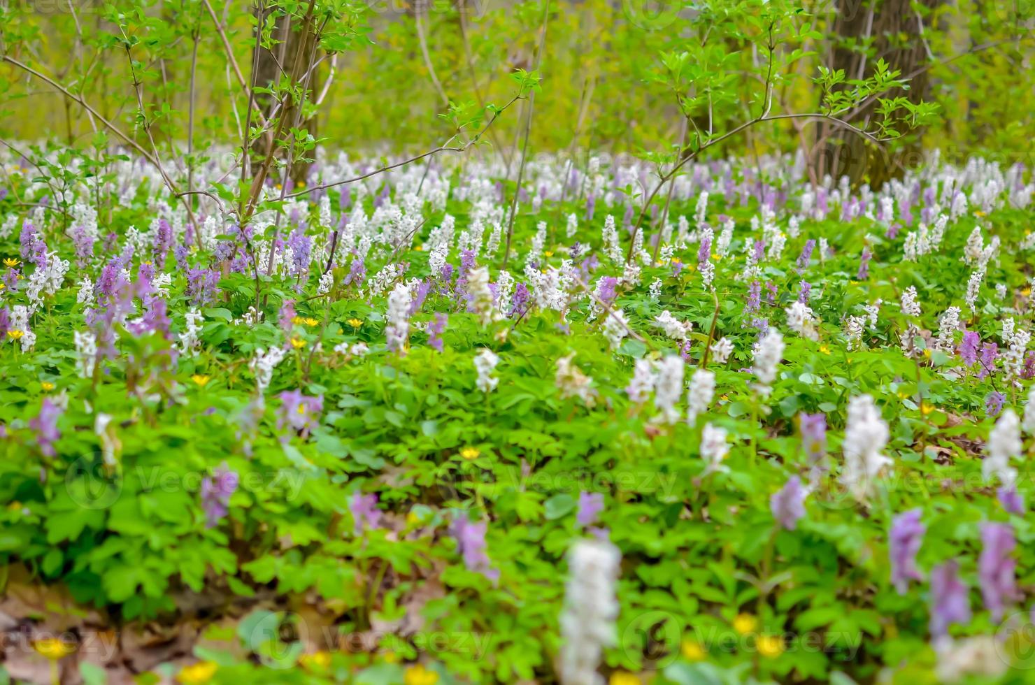 Scenic magical spring forest background of violet and white hollowroot Corydalis cava early spring wild flowers in bloom photo