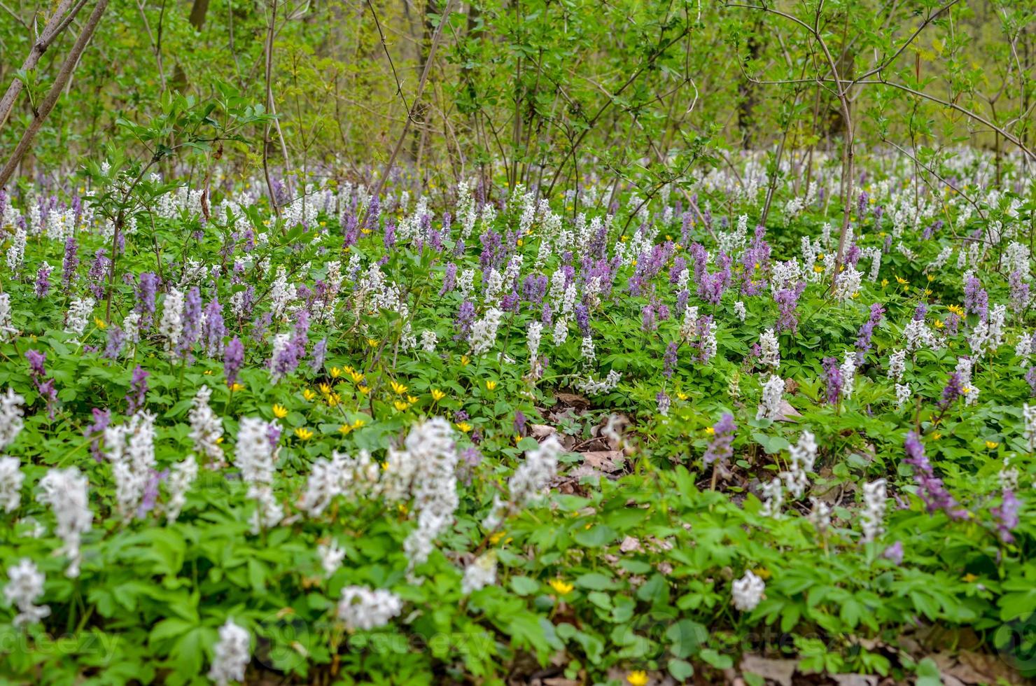 Scenic magical spring forest background of violet and white hollowroot Corydalis cava early spring wild flowers in bloom photo