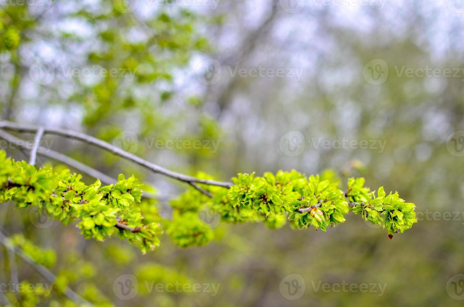 Las primeras hojas jóvenes en un brunch en primavera, jardín verde foto