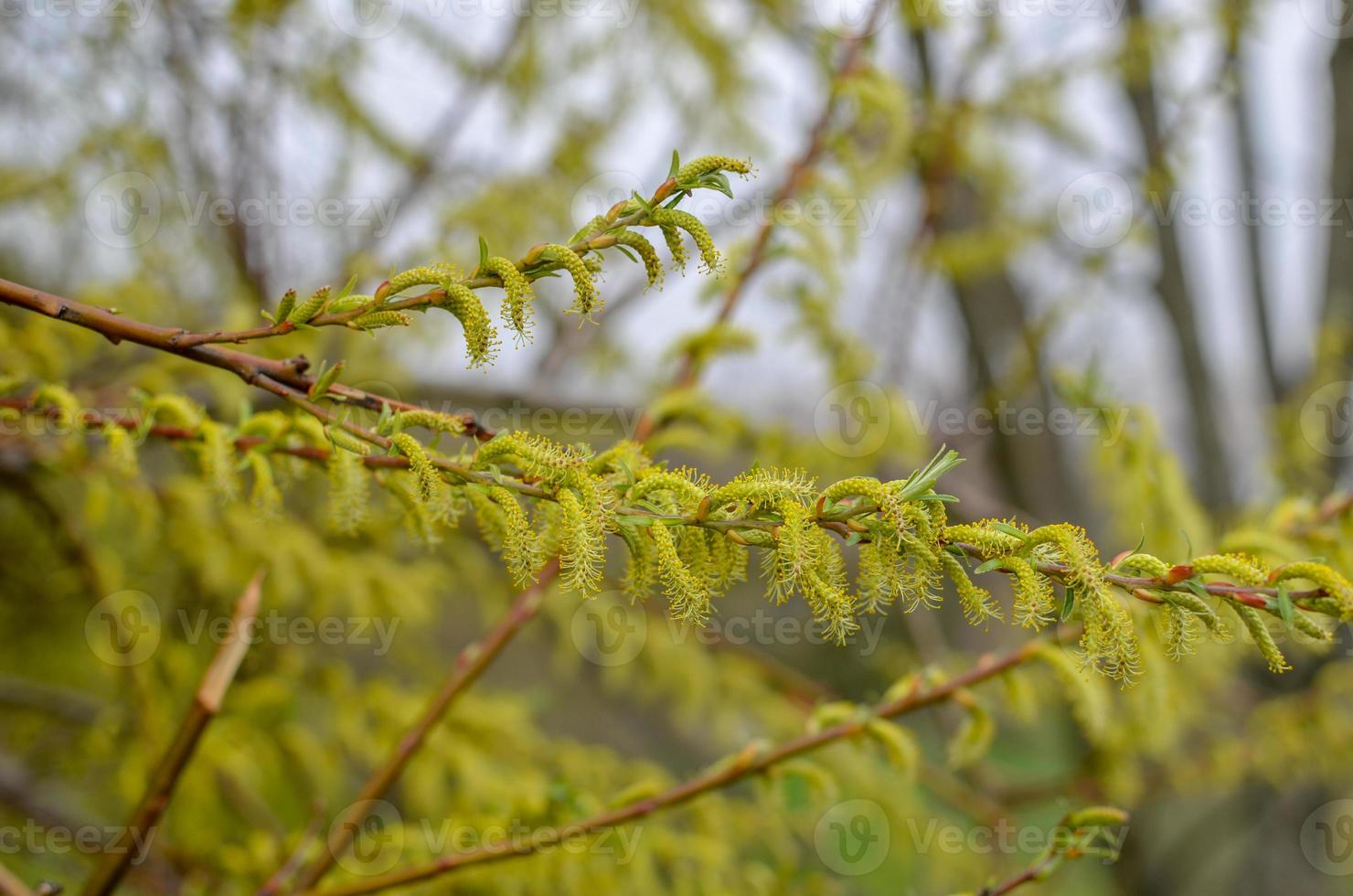 Blooming willow tree branch at blue sky background. Soft focus closeup. photo