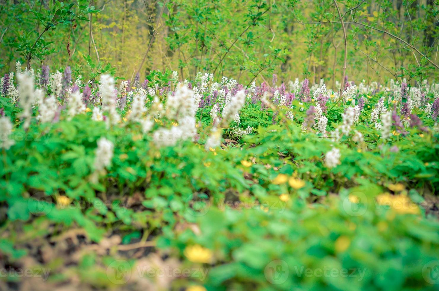 Scenic magical spring forest background of violet and white hollowroot Corydalis cava early spring wild flowers in bloom photo