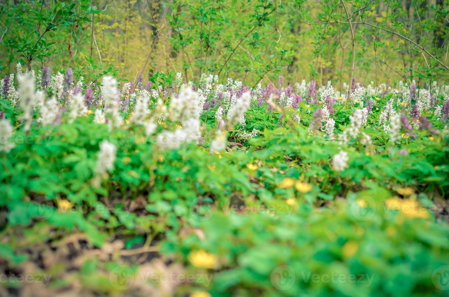 Scenic magical spring forest background of violet and white hollowroot Corydalis cava early spring wild flowers in bloom photo