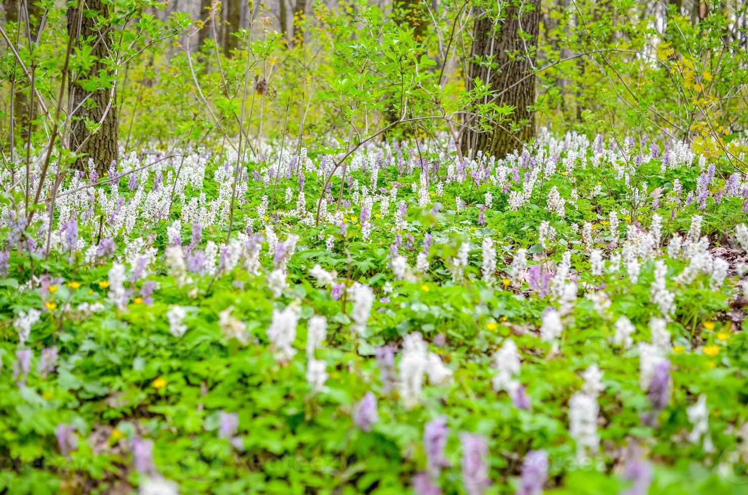 pintoresco bosque de primavera mágica fondo violeta y blanco hollowroot corydalis cava a principios de la primavera flores silvestres en flor foto