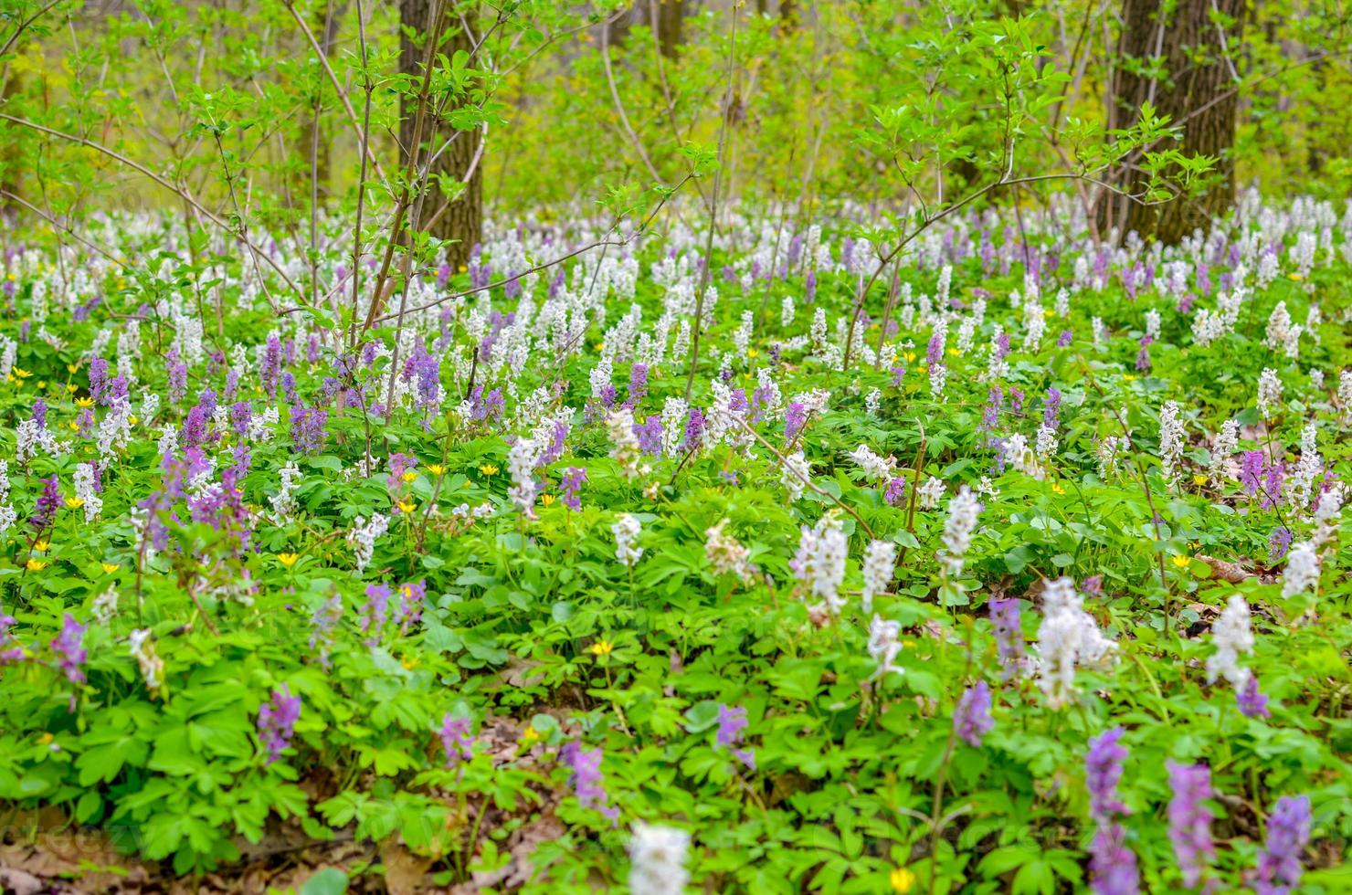 Scenic magical spring forest background of violet and white hollowroot Corydalis cava early spring wild flowers in bloom photo