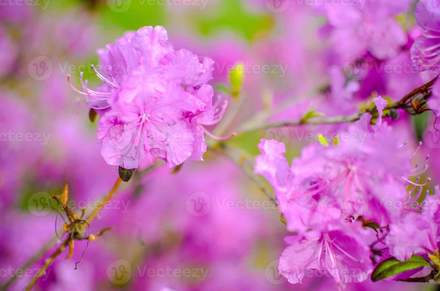 Beautiful pink or violet Rhododendron with blured background photo