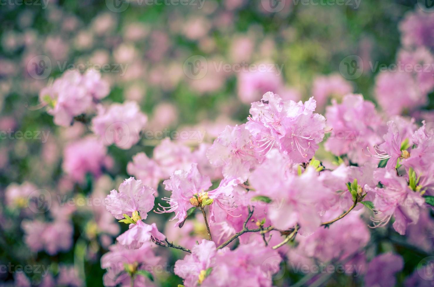 Hermoso rododendro rosa o violeta con fondo borroso foto