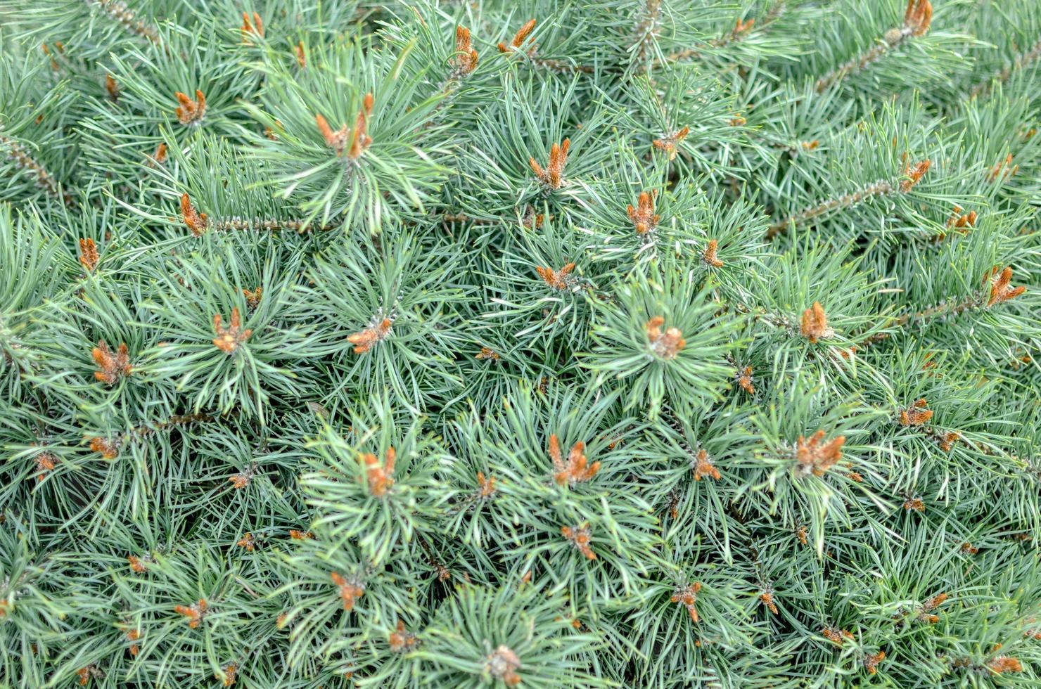 closeup of spruce conica, with blured background photo