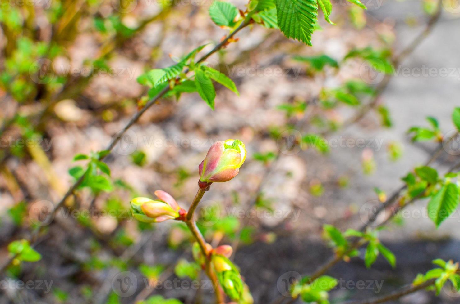 Branch of a tree with budding buds, early spring, close-up. photo