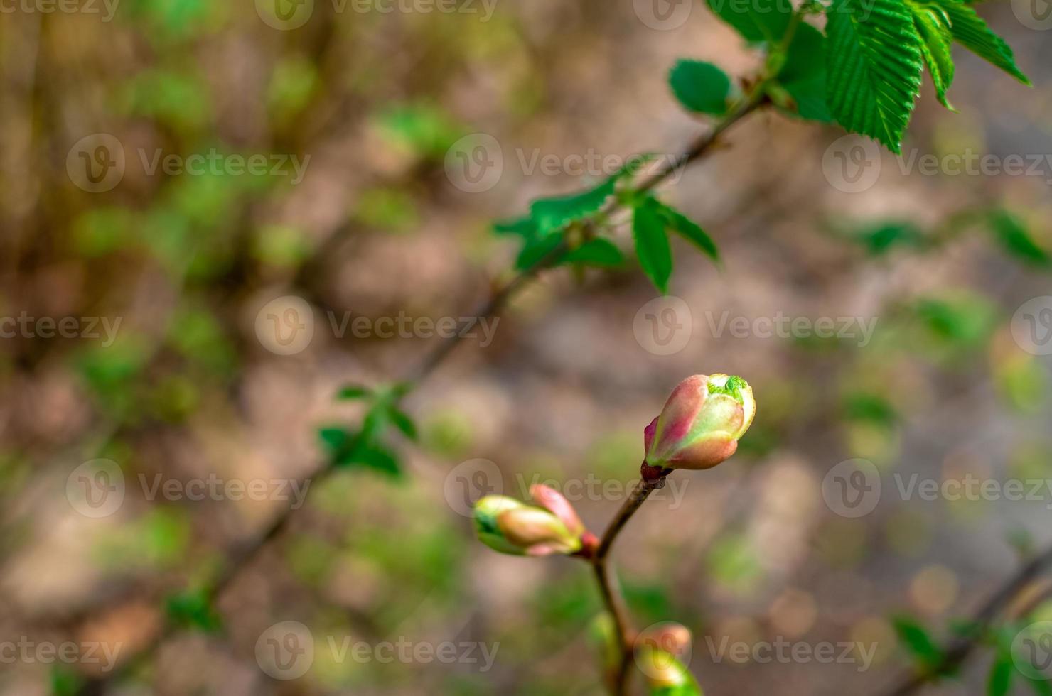 Branch of a tree with budding buds, early spring, close-up. photo