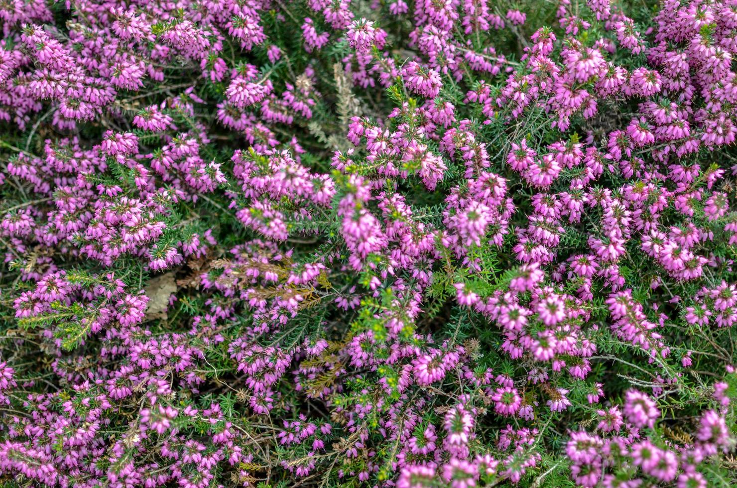 flores de brezo. pequeñas flores violetas. Fondo de papel vintage. estilo retro foto