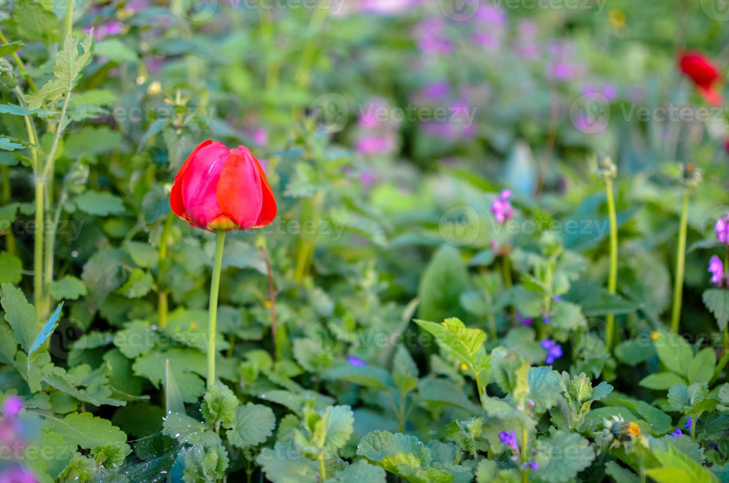 Wild Red Tulips in green grass at spring photo