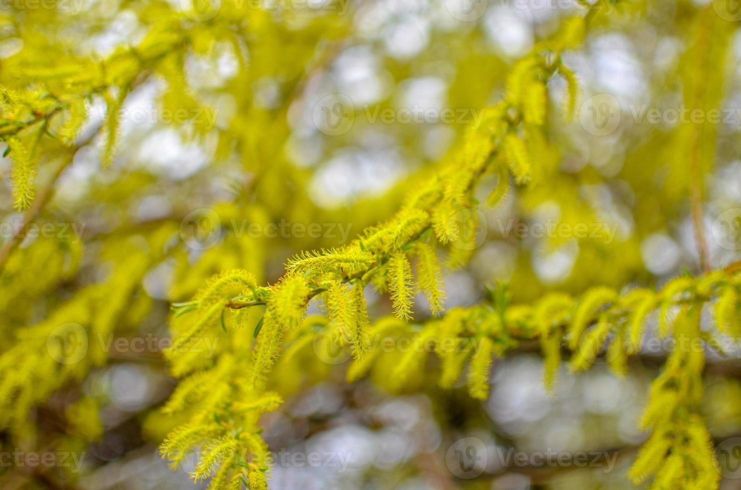 Blooming willow tree branch at blue sky background. Soft focus closeup. photo