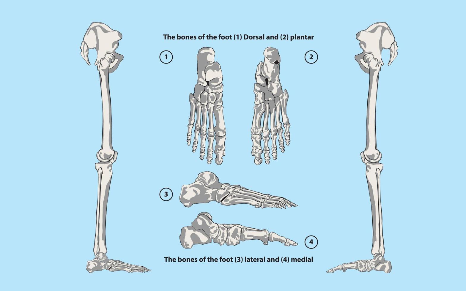 The bones of the foot vector