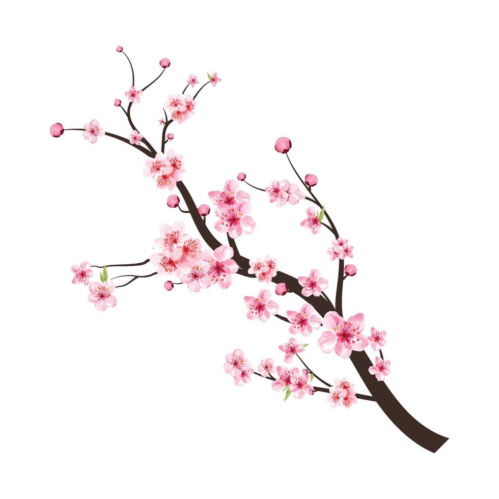 Sakura on white background. Watercolor cherry blossom vector. Pink sakura flower background. Cherry blossom flower blooming vector. Cherry blossom branch with sakura flower. Watercolor cherry bud. vector